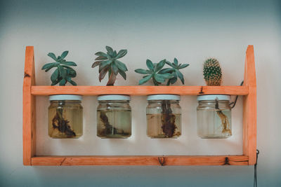 Directly above shot of potted plants on table