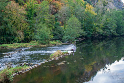 Scenic view of river flowing in forest