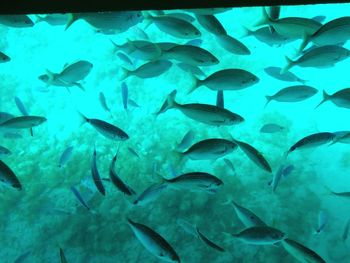 Fish swimming in aquarium