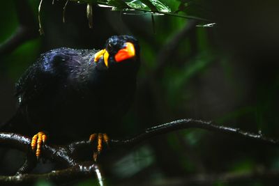 Close-up of bird perching on branch