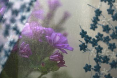 Close-up of purple flowering plant