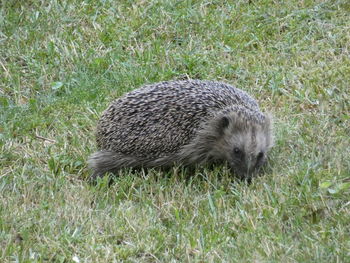 High angle view of duck on field