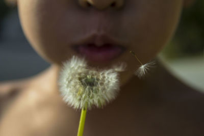 Close-up of dandelion flower