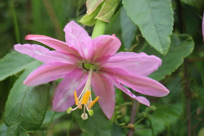 Close-up of pink flowering plant