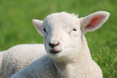 Close-up portrait of a sheep on field