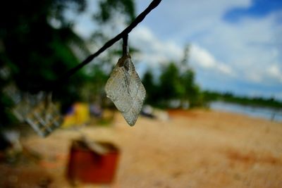 Close-up of branch hanging on tree against sky