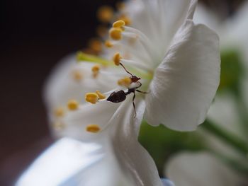 Close-up of white flower petals with ant