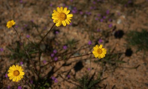 Close-up of yellow flower