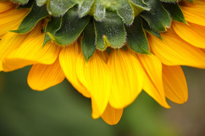 Close-up of sunflower in bloom