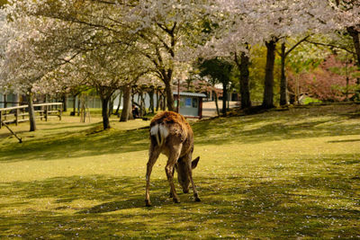 Deer eating in a park from behind