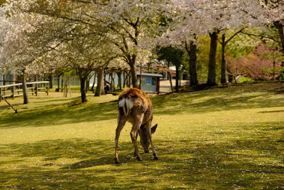 Dog standing in park