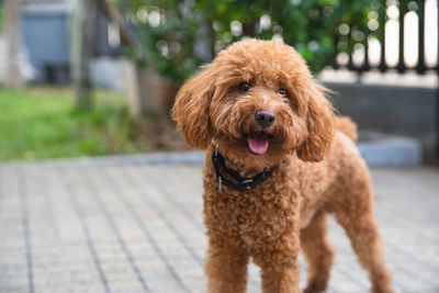 Portrait of dog looking away