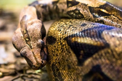 Close-up of a lizard