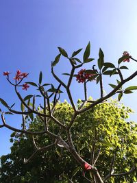 Low angle view of tree against clear sky