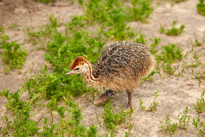 Close-up of bird on field