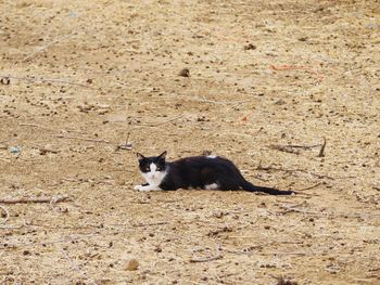 High angle view of cat sitting on field