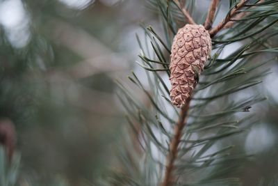 Close-up of pine cone on tree