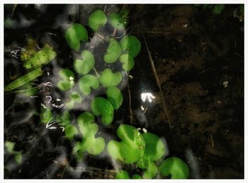 Close-up of plants at night