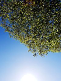 Low angle view of tree against blue sky