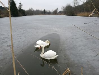 White swan swimming in lake during winter