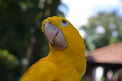 Close-up of yellow parrot