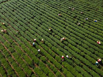 Harvesting tea in vietnam