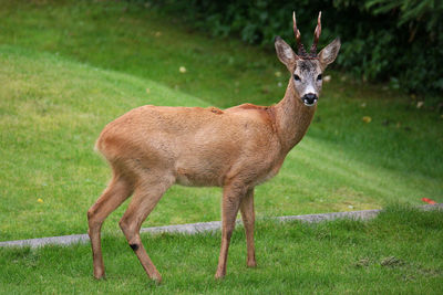 Portrait of deer on field