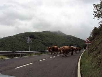 Horses on road against sky