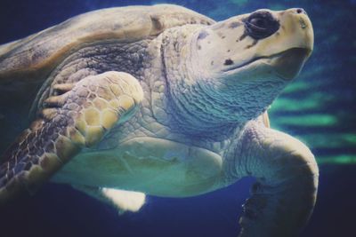 Close-up of turtle swimming in sea