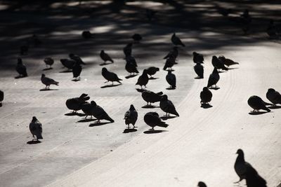 High angle view of pigeons on street