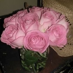 Close-up of pink rose