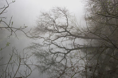 Low angle view of silhouette bare trees against sky