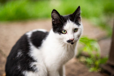 Close-up of cat