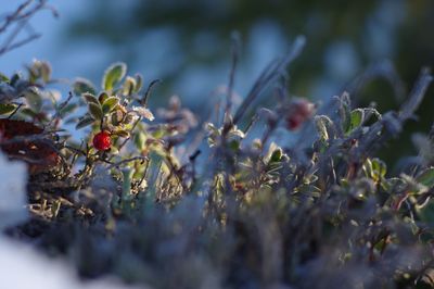 Close-up of frozen berry plants
