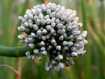 Close-up of white flowering plant