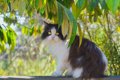 Lovely black and white persian long hair cat sitting on wall in garden with green leaves background.