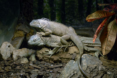 View of lizard on rock