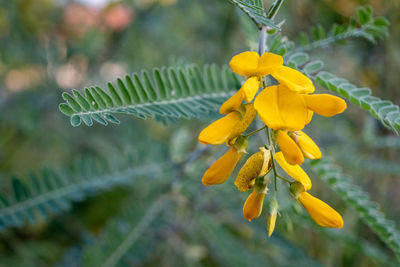 Close-up of yellow flowering plant