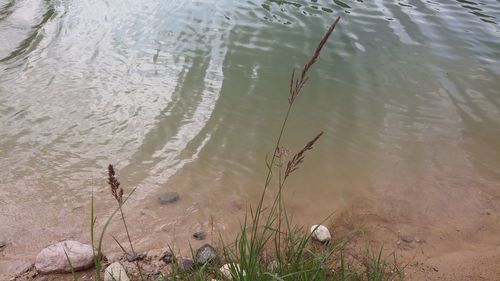 High angle view of plants on beach