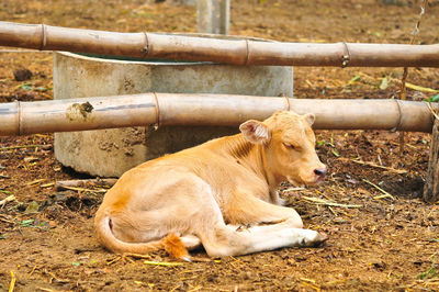 Lion relaxing on a field