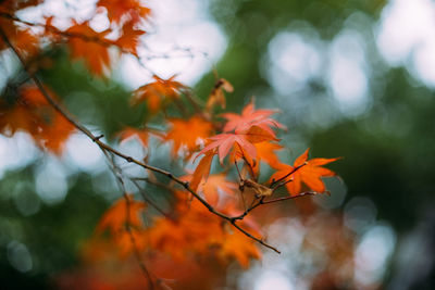 Close-up of orange leaves on plant during autumn