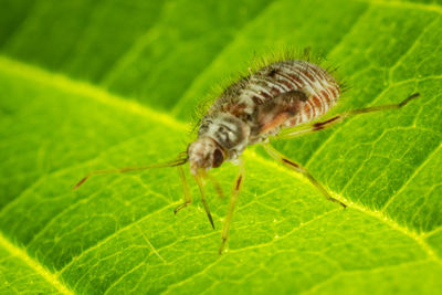 Close-up of insect on leaf