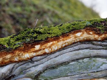 Close-up of mushroom growing on tree