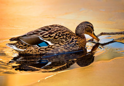 Close-up of mallard duck