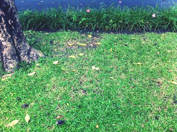 High angle view of flowering plants on field