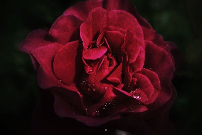 Close-up of red rose