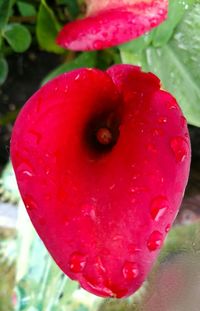 Close-up of wet red rose flower