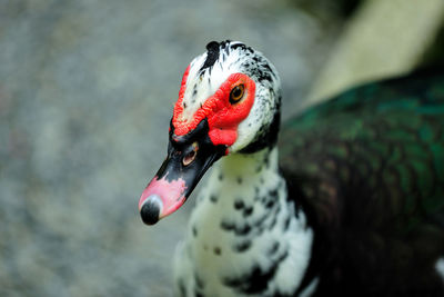 Close-up of muscovy duck