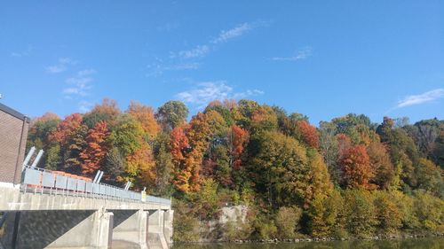 Trees and plants against sky during autumn