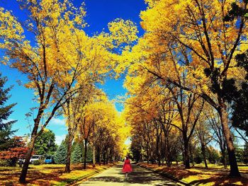 Trees in park during autumn